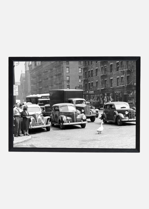 DUCK CROSSING STREET IN NEW YORK