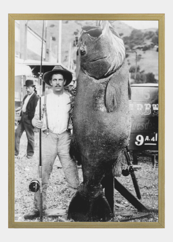 WORLD RECORD 425 POUND BLACK SEA BASS CATALINA 1903