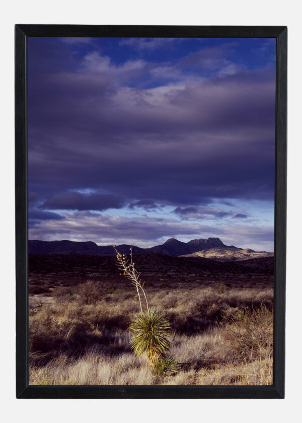 TEXAS PRAIRIE