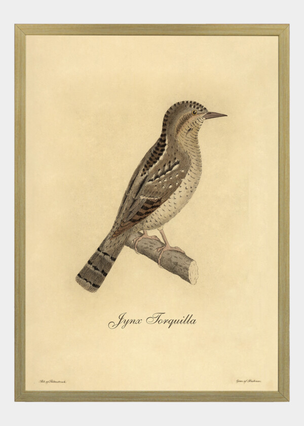 WRYNECK