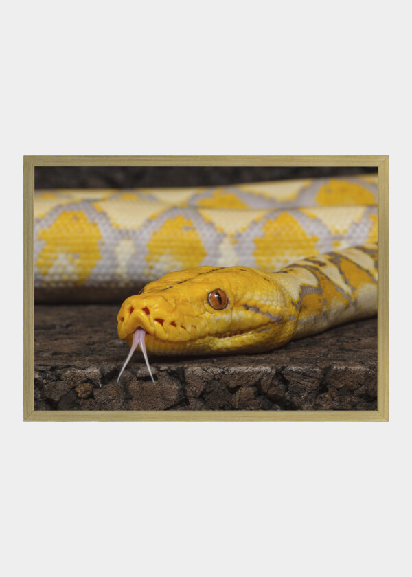 Yellow snake