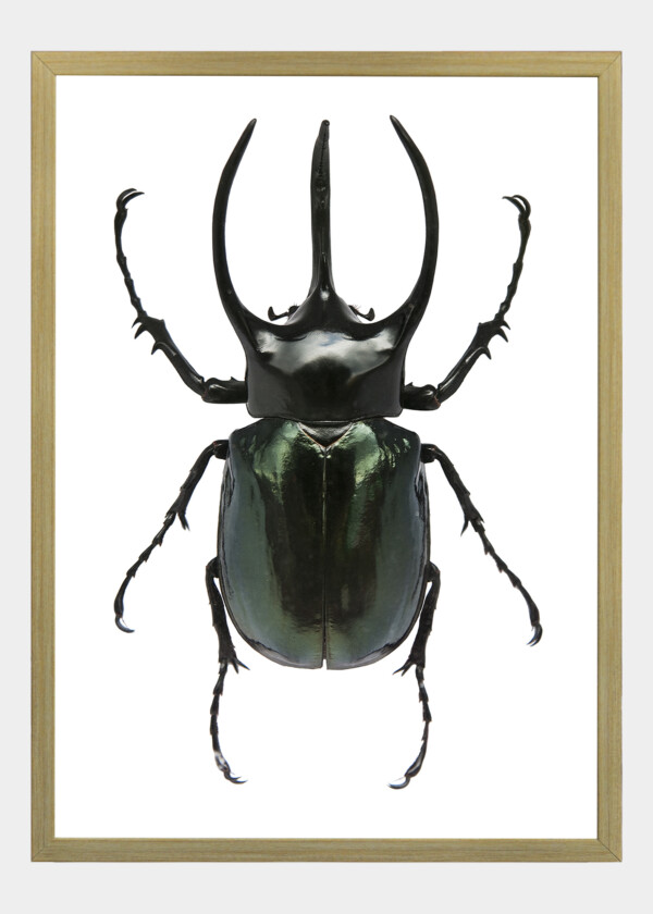 BEETLE