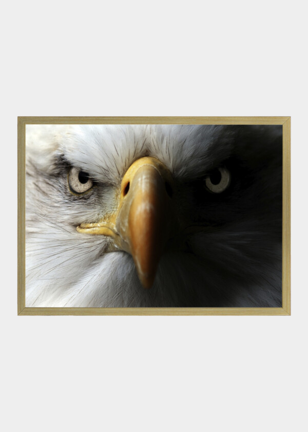 White-headed eagle