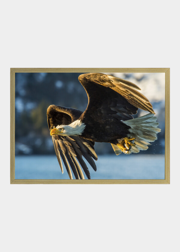 Bald eagle