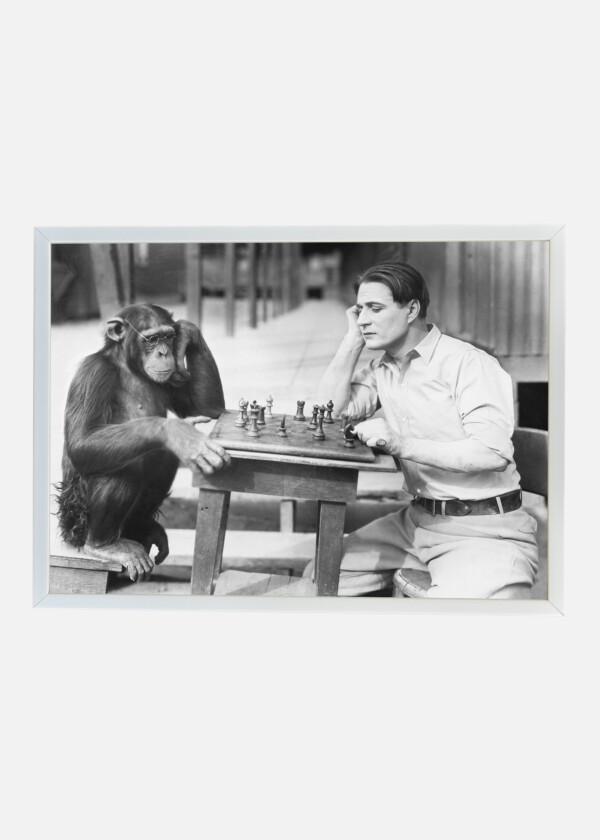 CHESS-PLAYING MONKEY