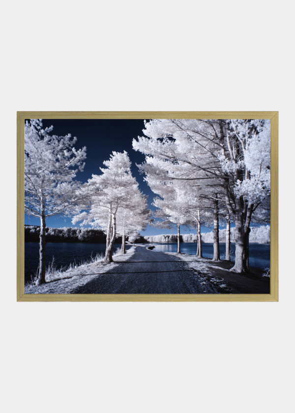 WHITE TREES AGAINST BLUE BACKGROUND