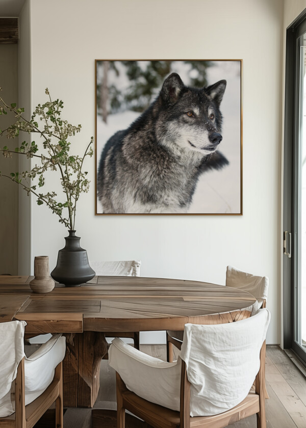 WOLF IN SNOW LANDSCAPE