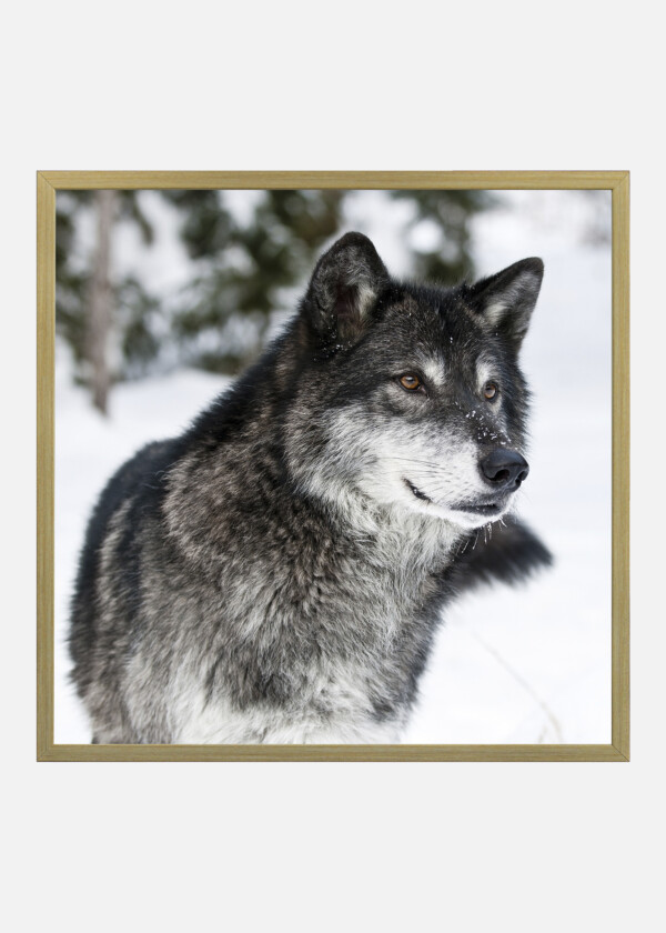 WOLF IN SNOW LANDSCAPE