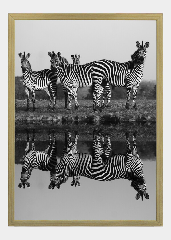 ZEBRAS