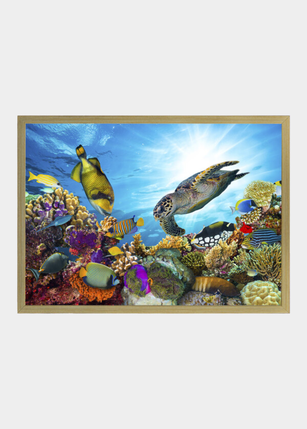 FISHES IN CORAL REEFS