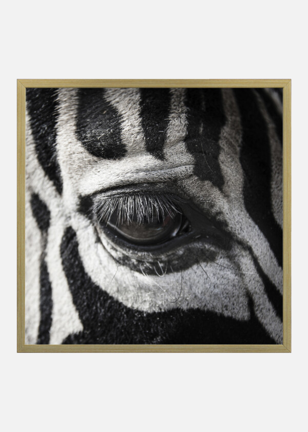 ZEBRA CLOSEUP