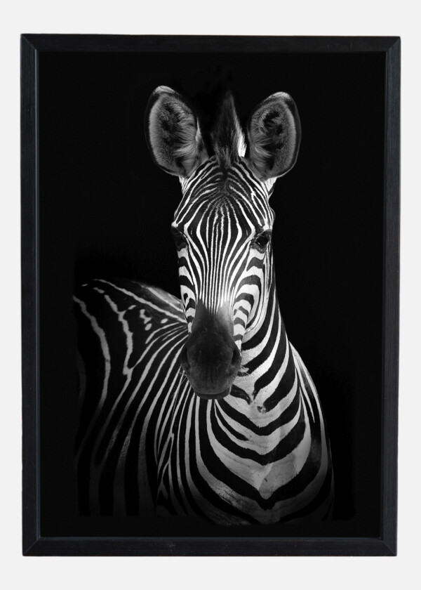 ZEBRA AGAINST BLACK BACKGROUND