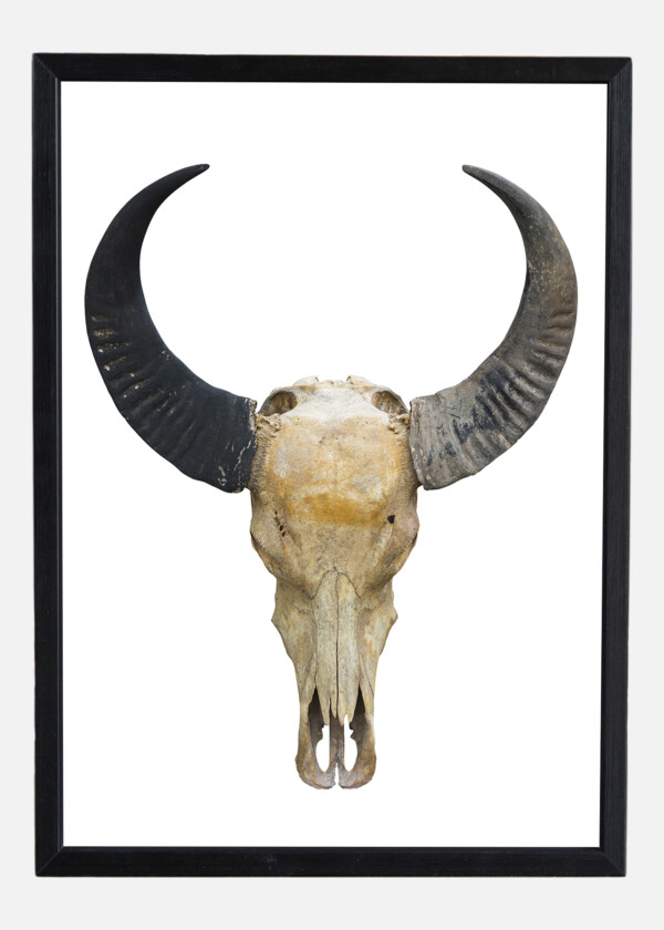 BUFFALO SKULL