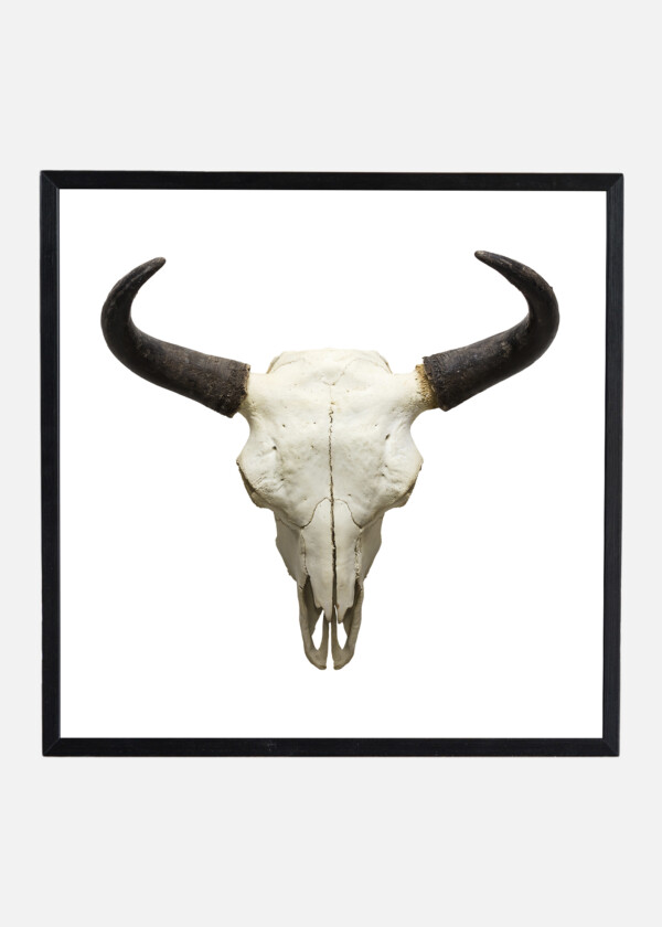 BUFFALO SKULL