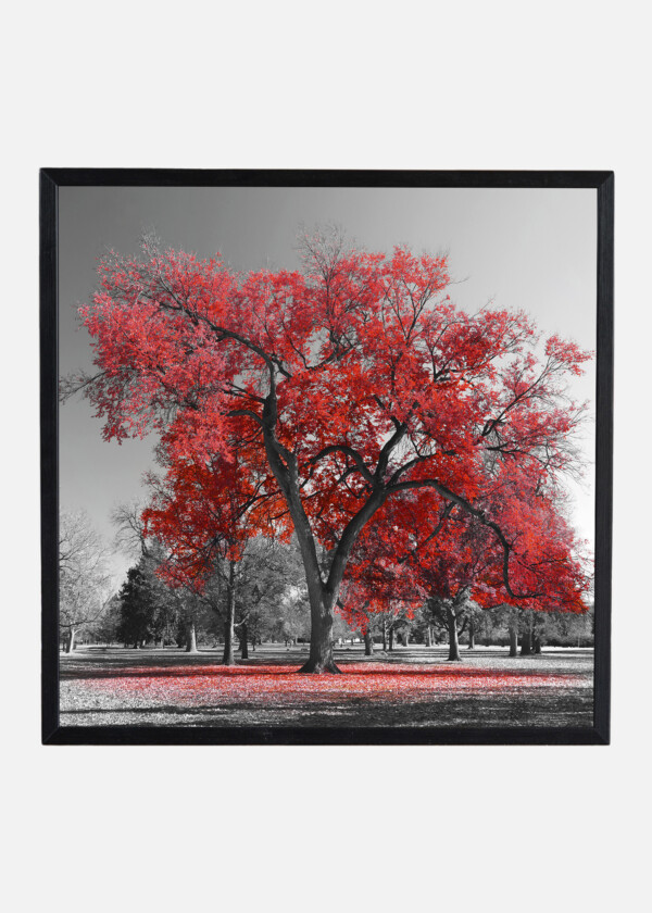 BLACK AND WHITE TREE WITH RED LEAVES