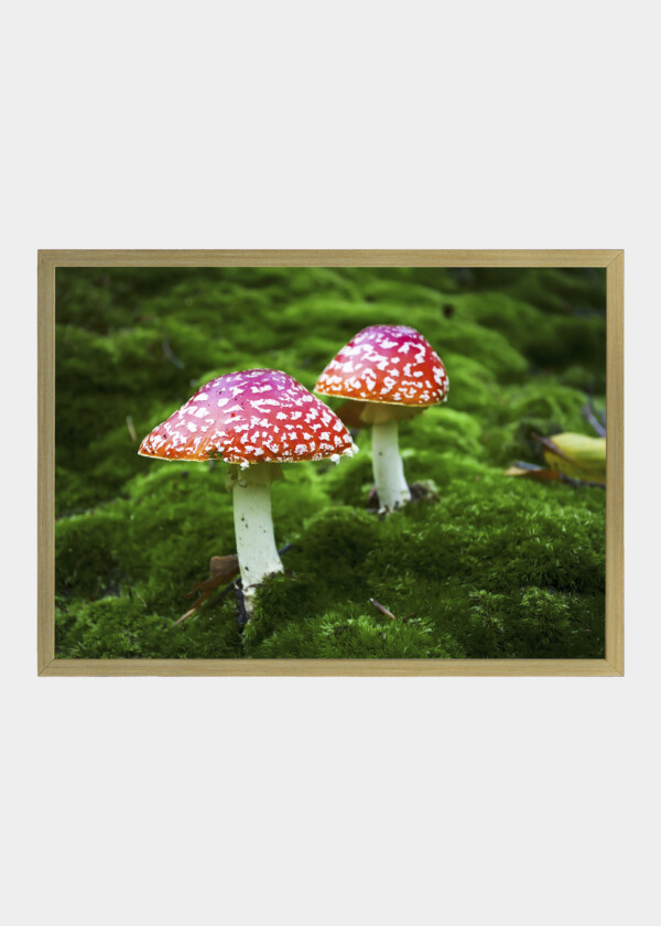 FLY AGARICS