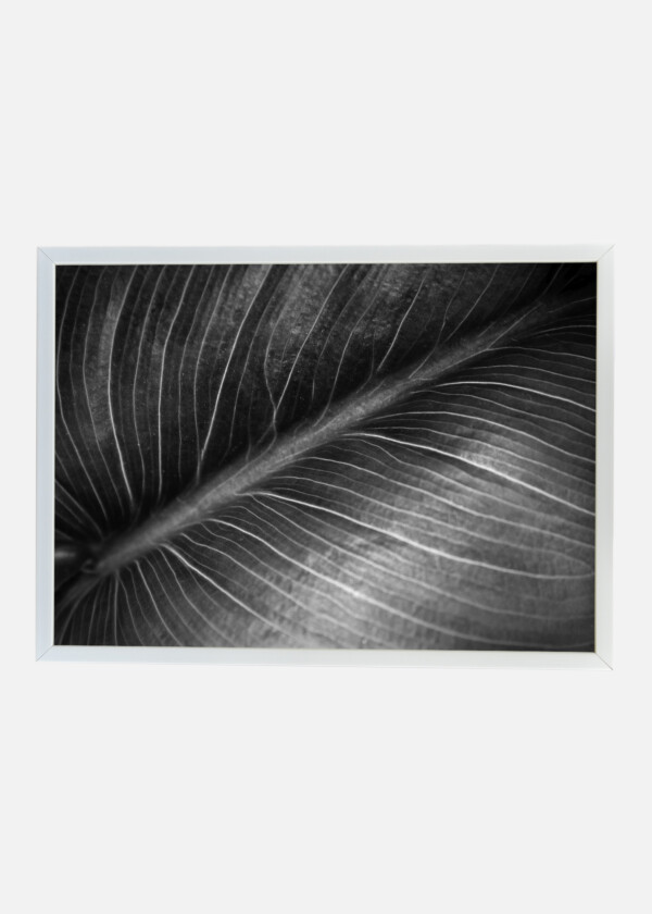 CLOSE-UP ON A BLACK AND WHITE LEAF