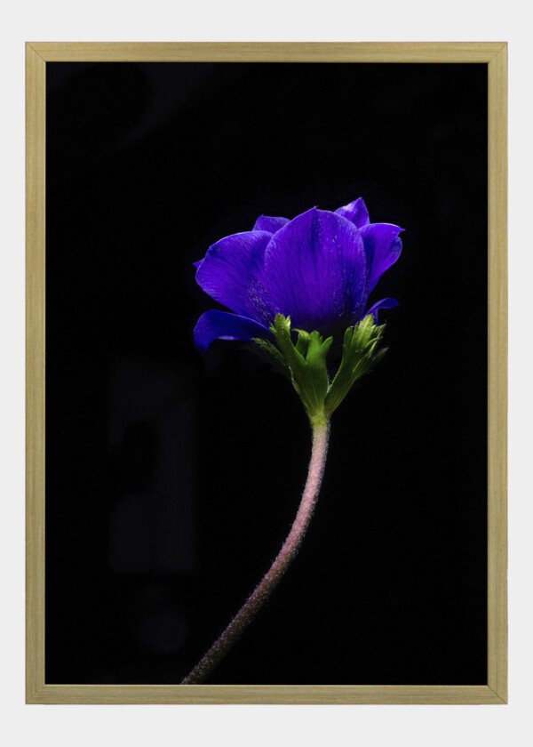 BLUE FLOWER