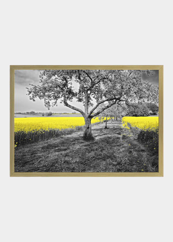 YELLOW RAPESEED IN GRAY LANDSCAPE