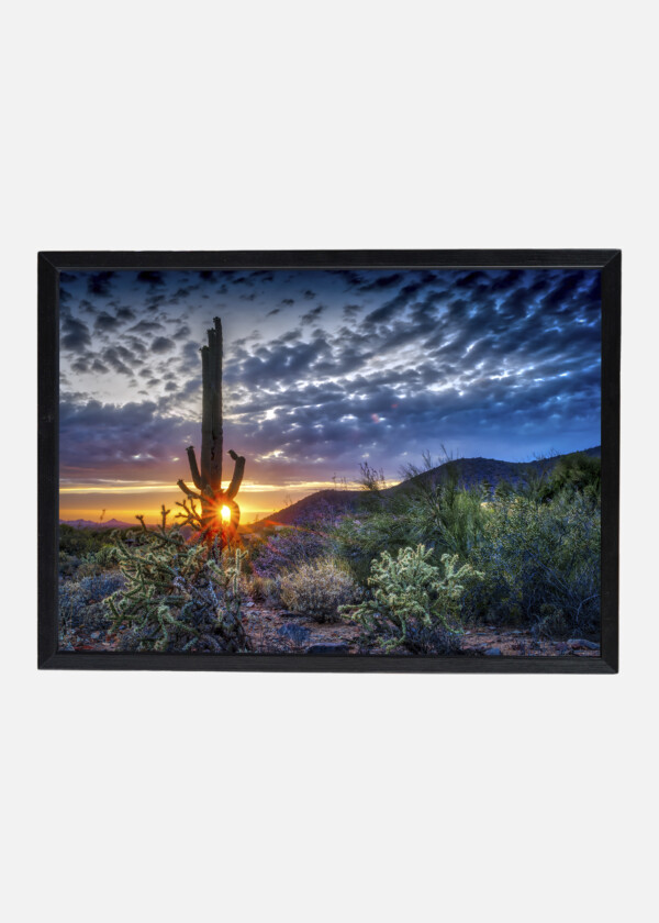 CACTUS IN BACKLIGHT