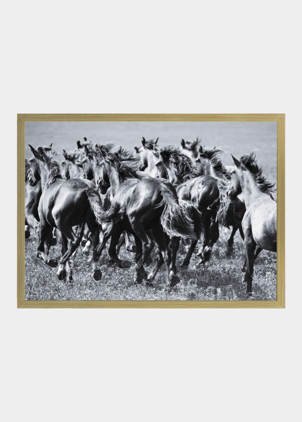 WILD HORSES