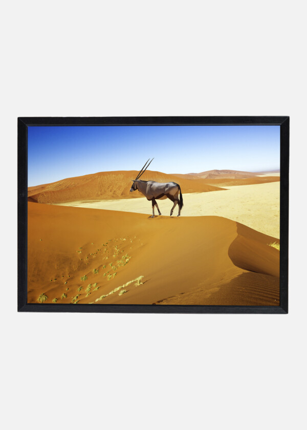 WANDERING DUNE OF SOSSUVLEI IN NAMIBIA WITH ORYX WALKING ON IT