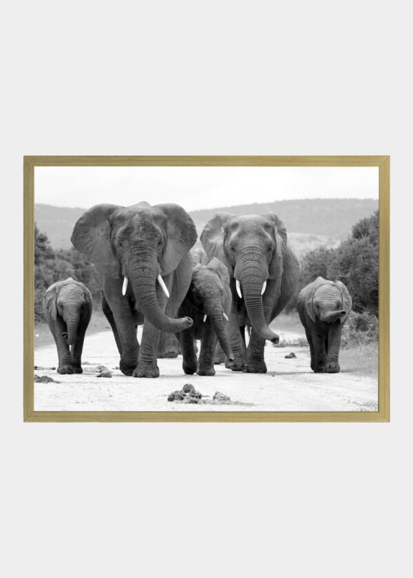 A HERD OF ELEPHANT WALKING TOWARDS THE CAMERA