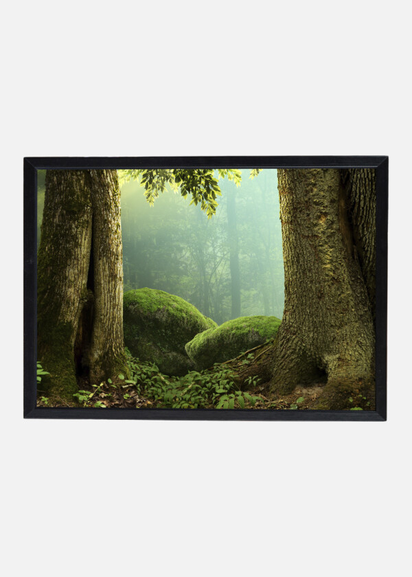 FOREST LANDSCAPE WITH OLD MASSIVE TREES AND MOSSY STONES