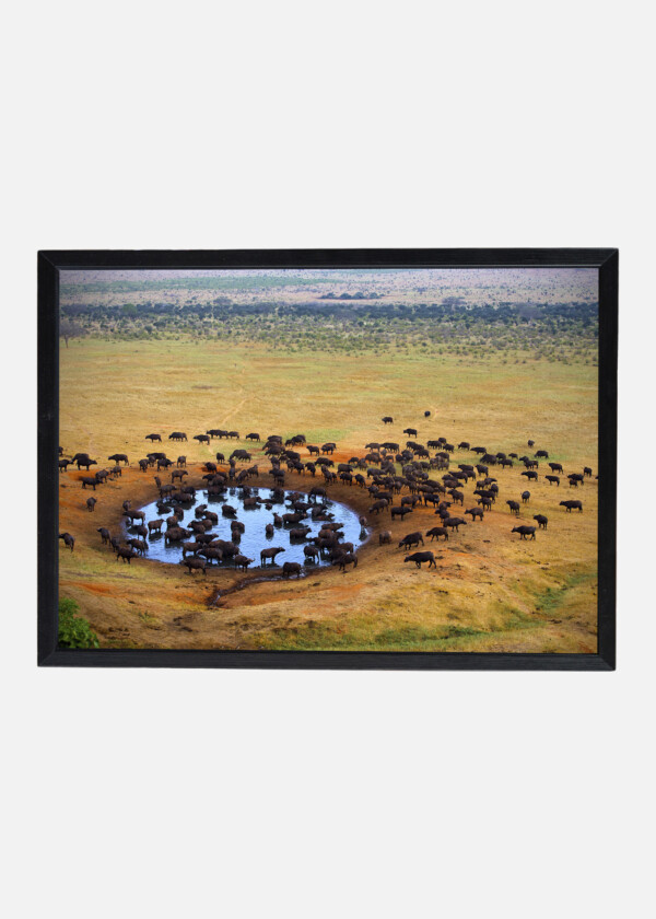 BUFFALO AT WATER HOLES