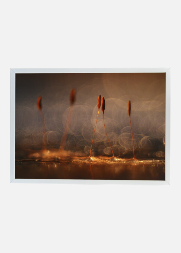 ABSTRACT BLURRED NATURAL BACKGROUND ORANGE DANDELION SEEDS