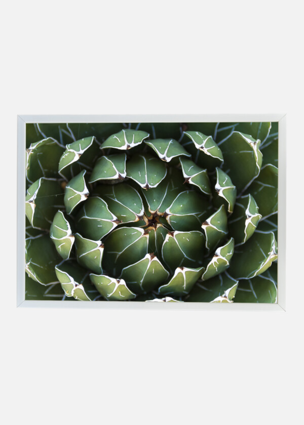 BEAUTIFUL CLOSE-UP OF A FLOWERING GREEN VICTORIA AGAVE CACTUS