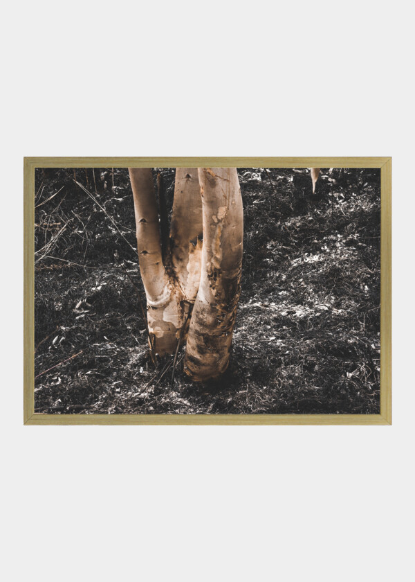 BURNED GRASS AND SOIL. INDIA