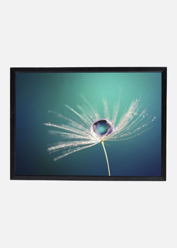 BEAUTIFUL WATER DROP ON A DANDELION SEED MACRO IN NATURE. BEAUTIFUL DEEP SATURATED BLUE AND TURQUOISE BACKGROUND