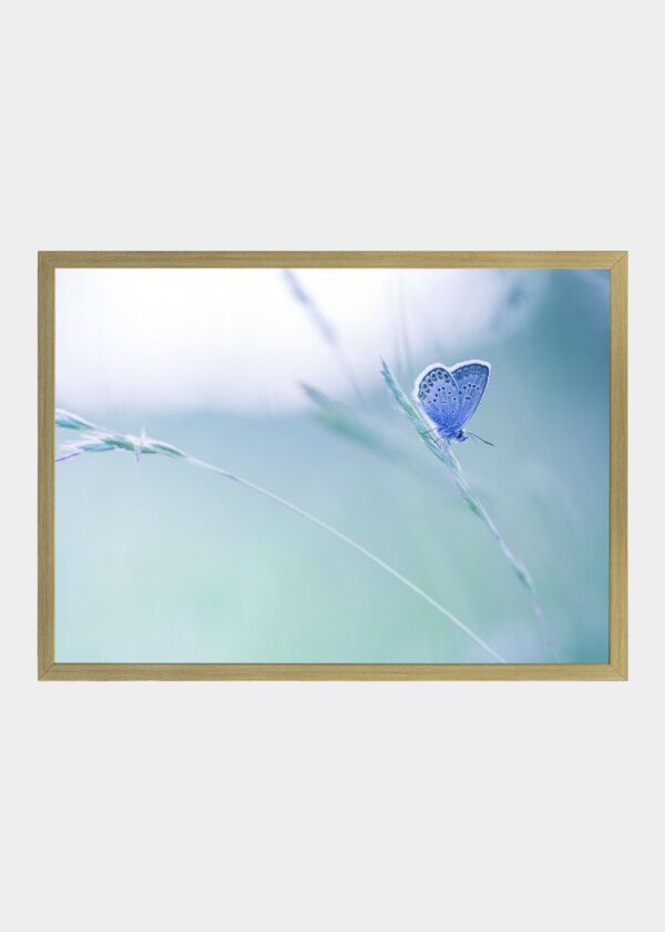 BRIGHT SUMMER MEADOW FLOWERS WITH A BEAUTIFUL BUTTERFLY. BLURRED NATURE BACKGROUND